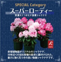 紅葉を楽しむ ナンテン トワイライト 5号苗 お届けに10日程度いただくことがございます Sjp 産地直送商品 産直 松寿園 庭木 赤塚植物園オンライン フラワーショップ 花の音